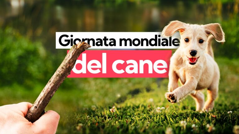 Il 26 agosto è la Giornata mondiale del cane