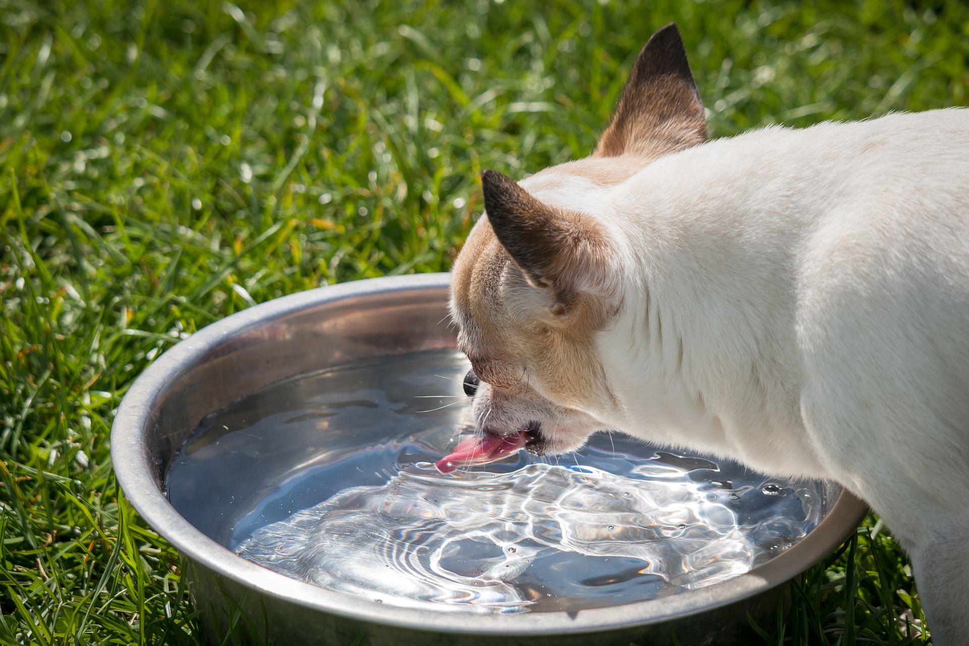 Ondate di calore: aiutiamo anche gli amici a 4 zampe.