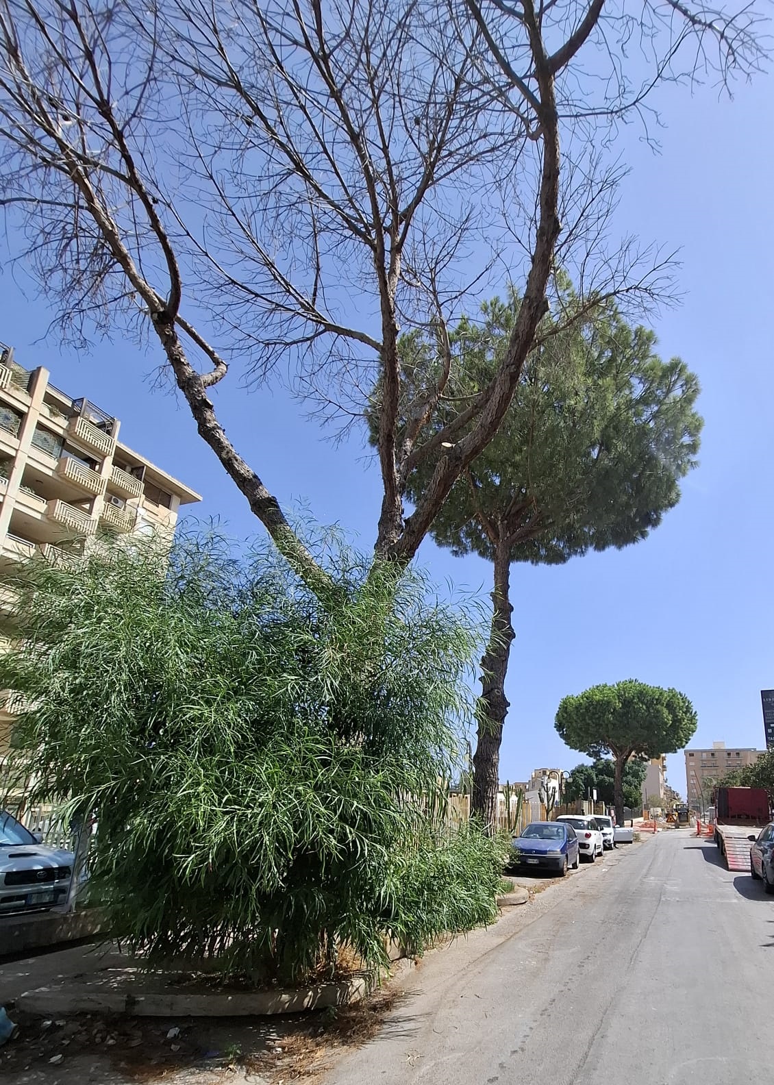 alberi via liberta