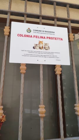 colinia felina