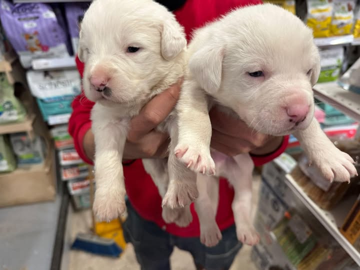 Due cuccioli salvati da un cittadino e responsabile sanzionato