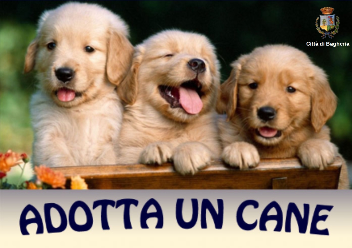 adotta un cane