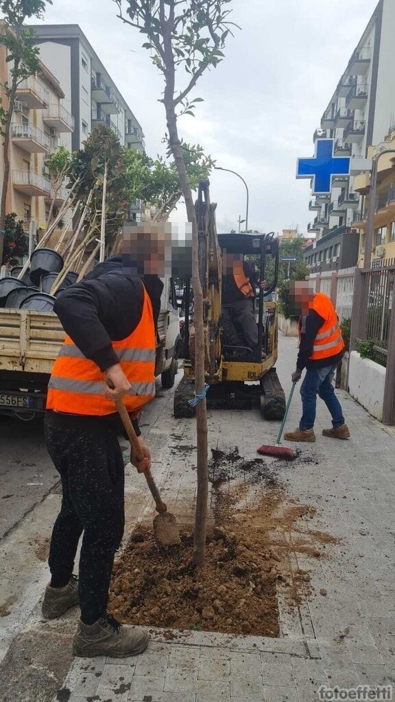 Nuove alberature in città. 100 nuovi alberi saranno piantati a Bagheria