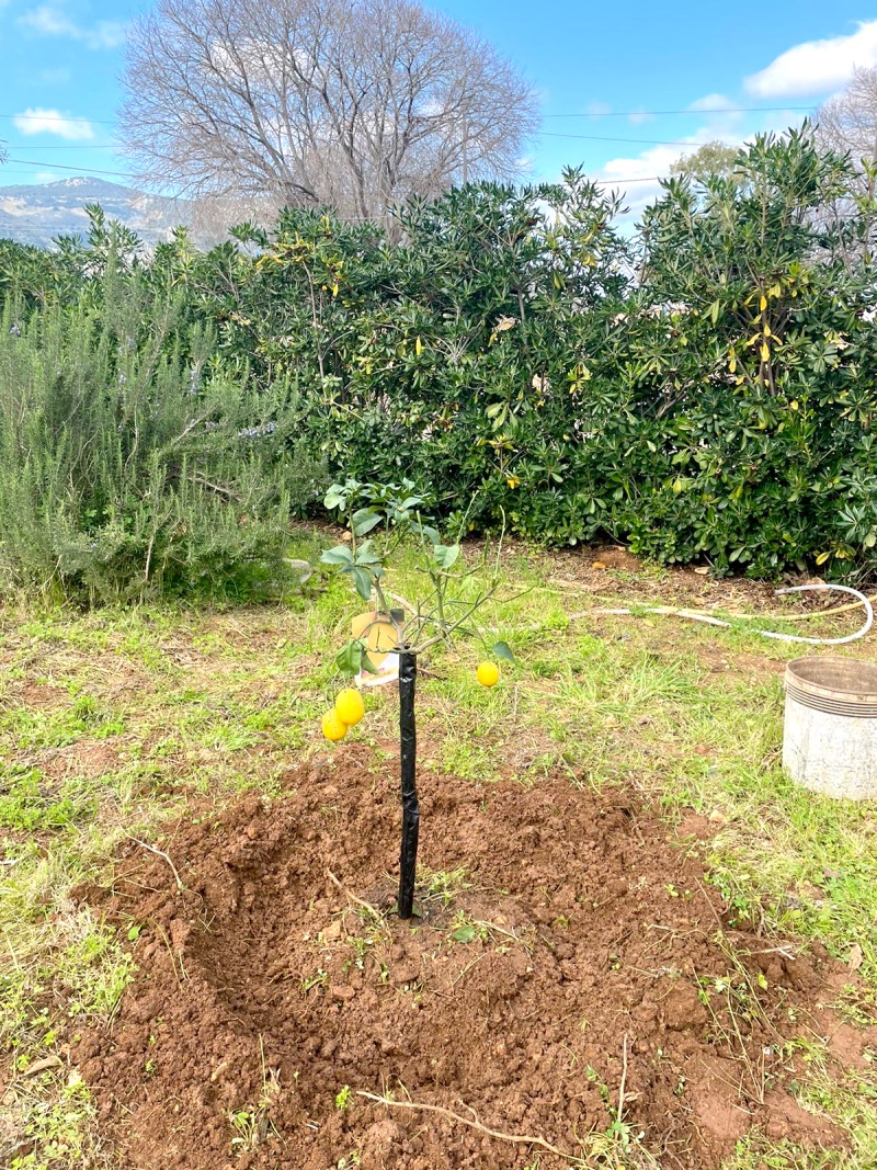 Il centro studi Pio La Torre aderisce alla campagna “M'illumino di Meno” Piantato un albero di limoni in un bene confiscato alla mafia.