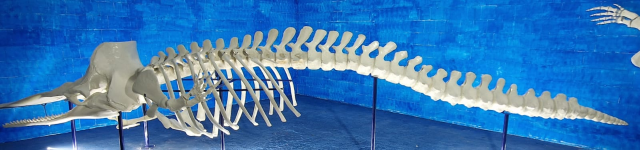 scheletro capodoglio